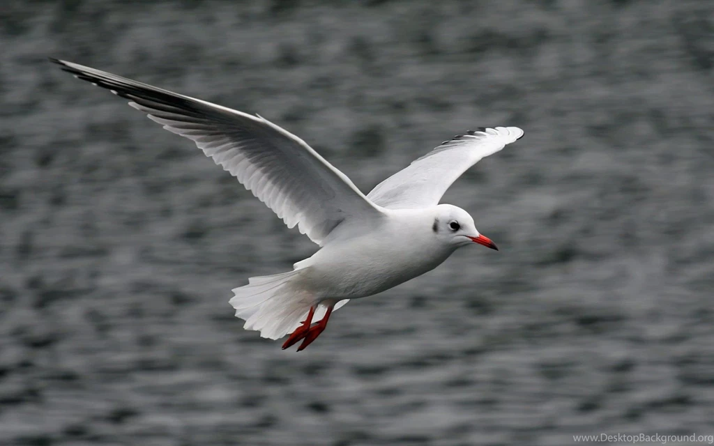 Seagull Flying Wallpapers   1920x1200   173967