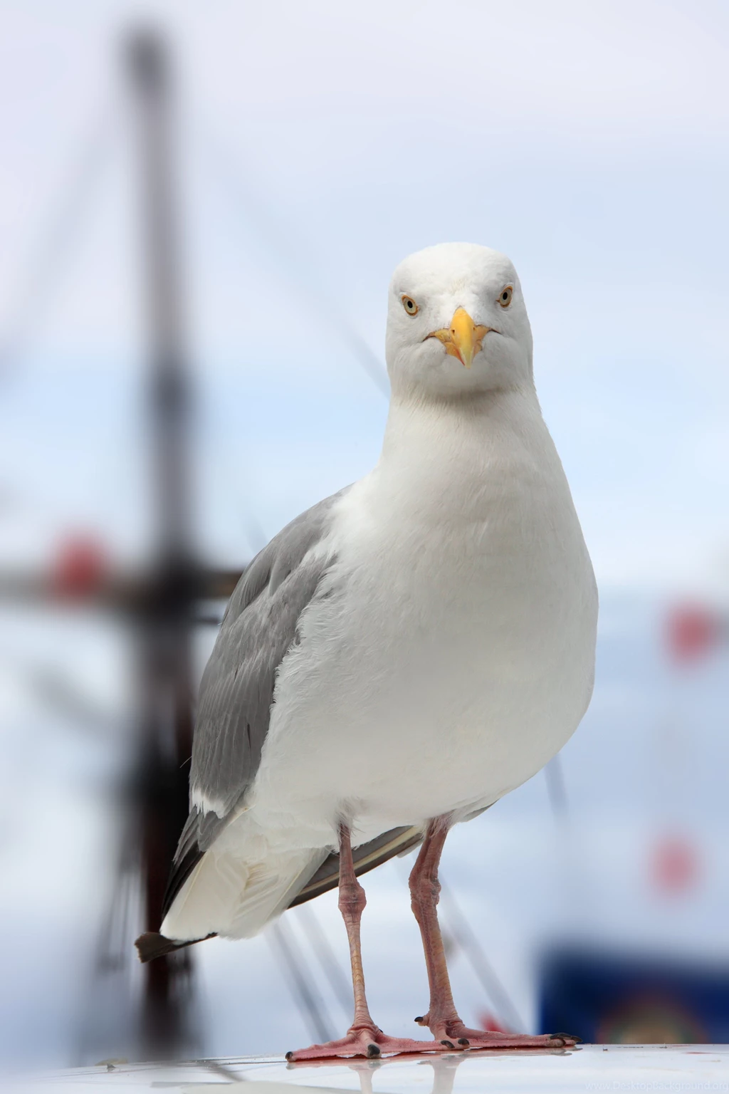 HD Seagull And Boat Wallpapers