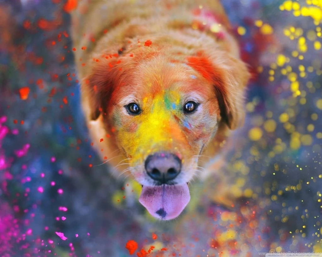Colorful Dog Wallpapers Random Wallpapers (35077671) Fanpop