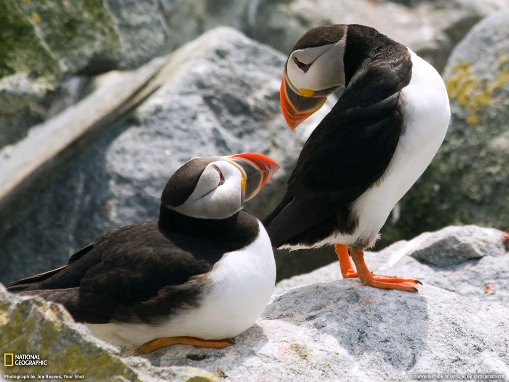 Puffin Picture – Animal Wallpapers National Geographic Photo Of ...