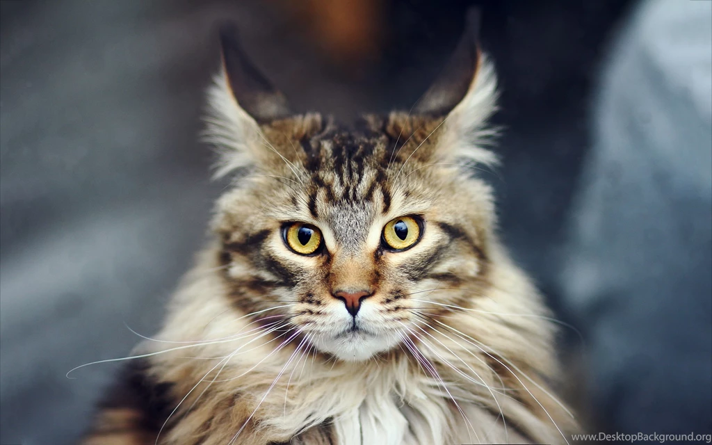 Maine Coon Cats Wallpapers