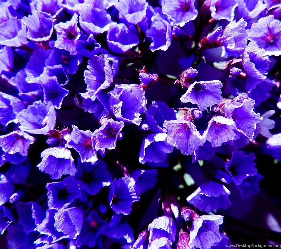 Violet Flowers Android Wallpapers Violet Flowers HD Wallpapers For ...