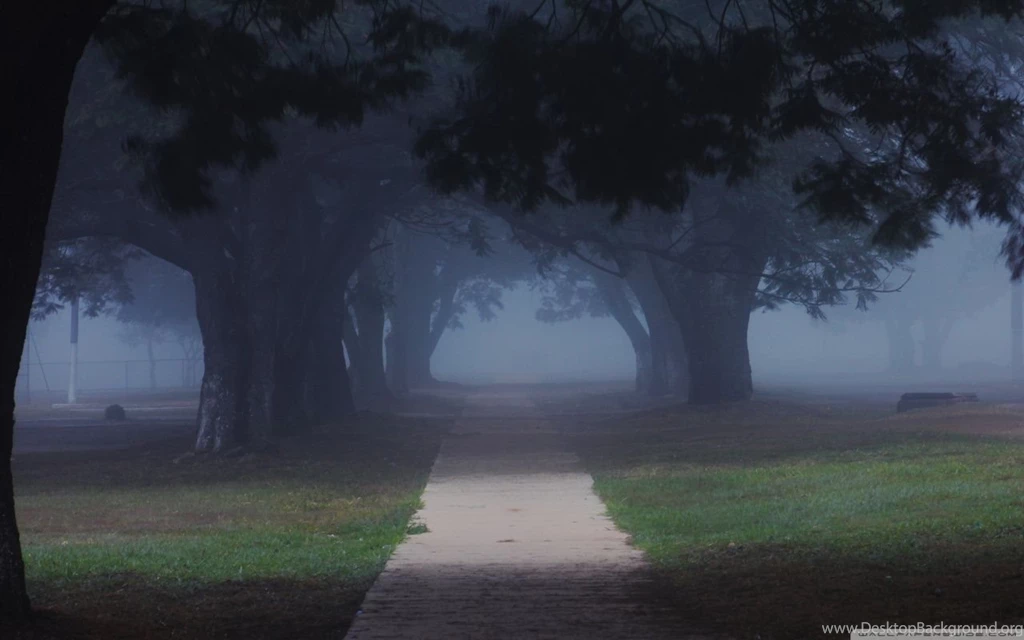 Trees In The Misty HD Desktop Wallpapers : High Definition : Mobile