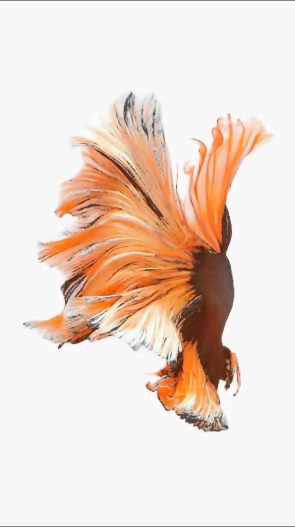 Live Wallpapers IOS 9 Orange Fish YouTube