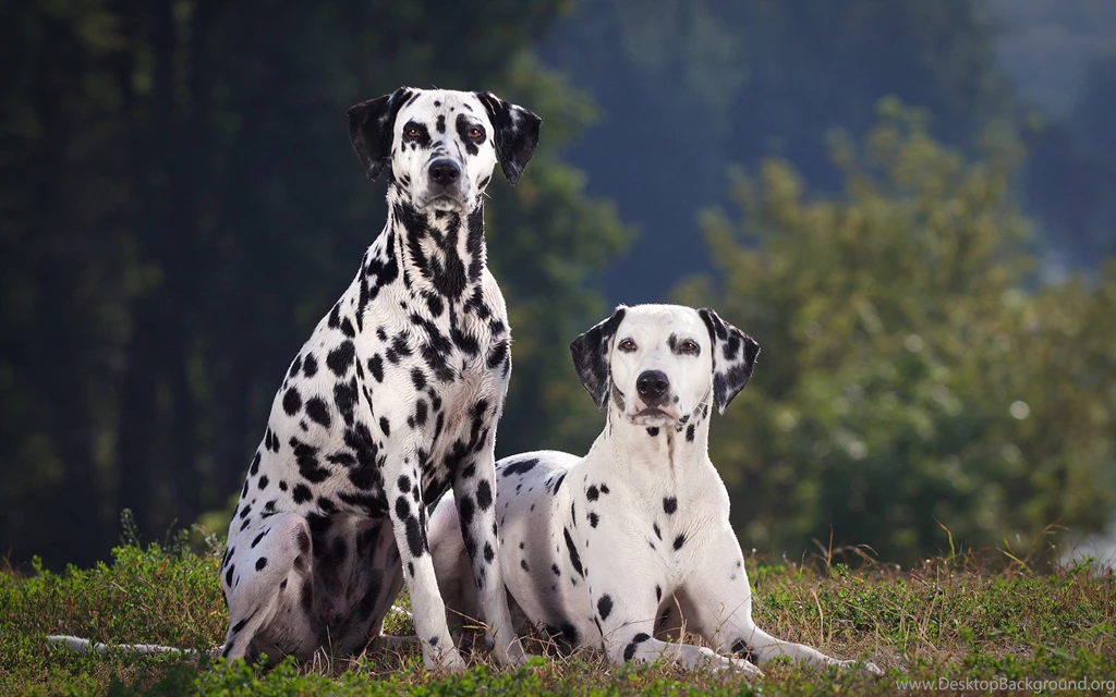 Dalmatian Dog Hunting Training Wallpapers