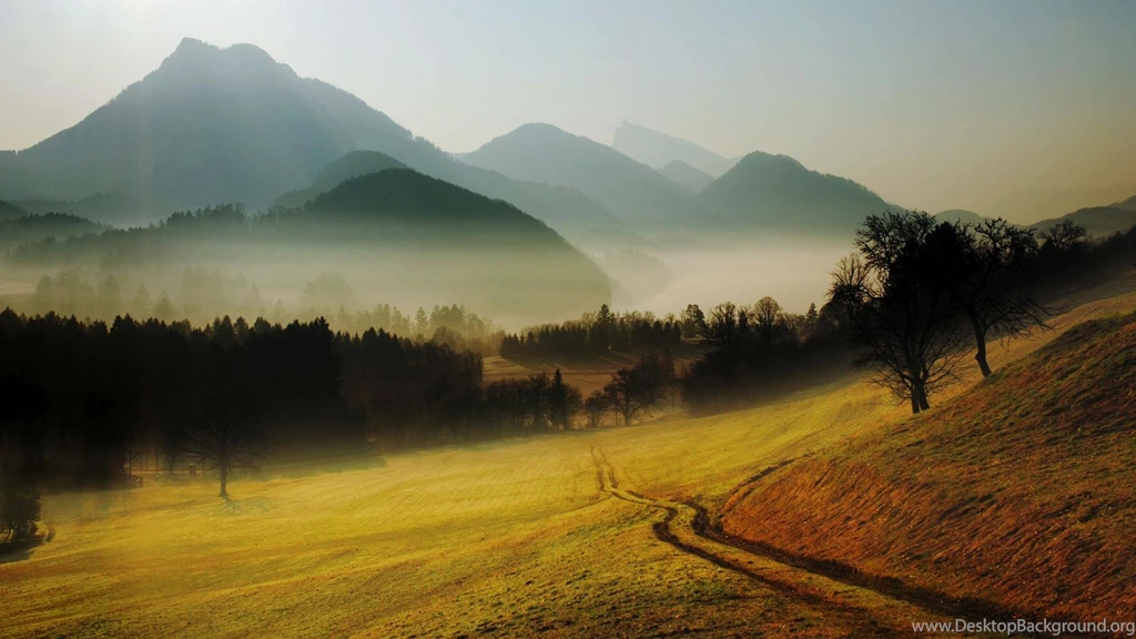 Download Misty Forest Backgrounds 8708 1920x1200 Px High Resolution ...