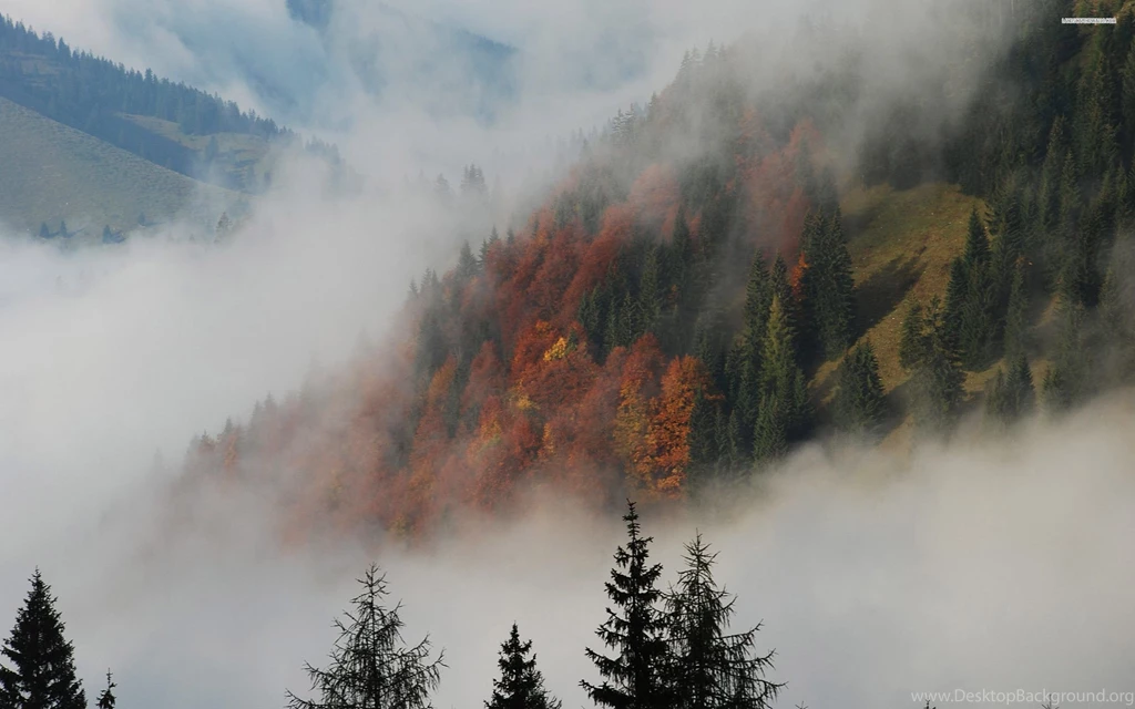 Misty Forest Wallpapers