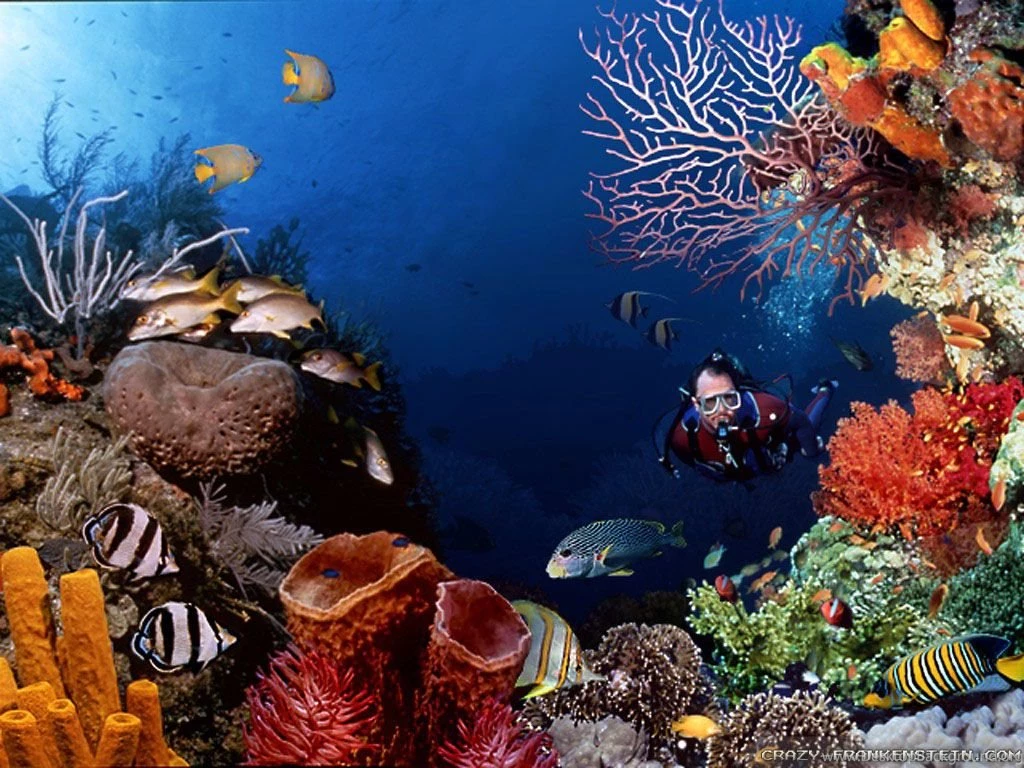 Underwater Wallpapers 2 Crazy Frankenstein