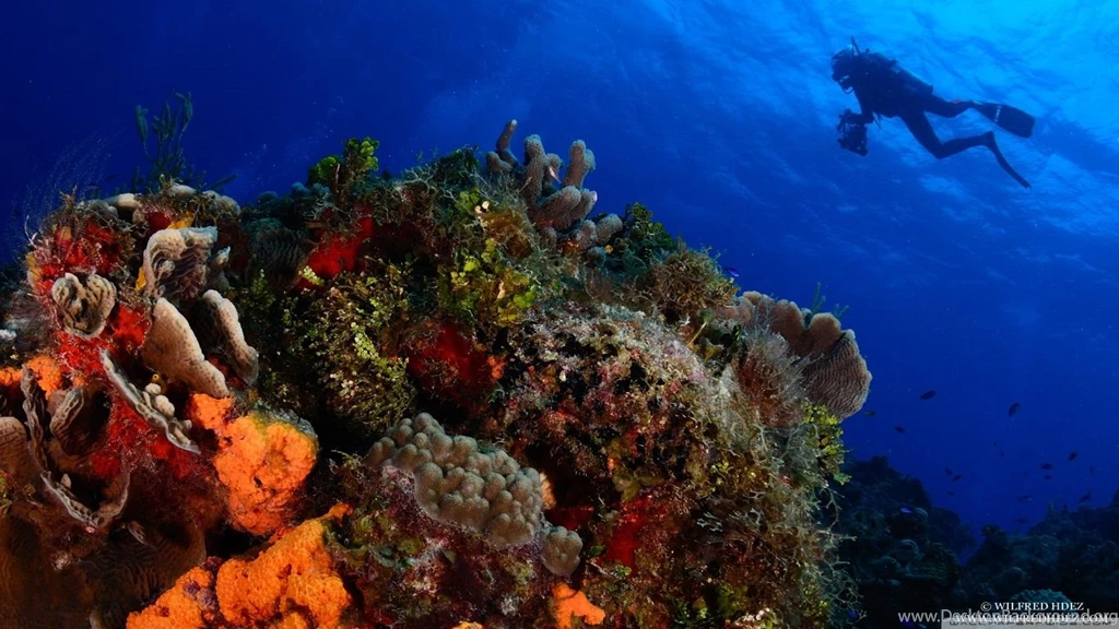 Scuba Diving HD Desktop Wallpapers : Widescreen : High Definition ...