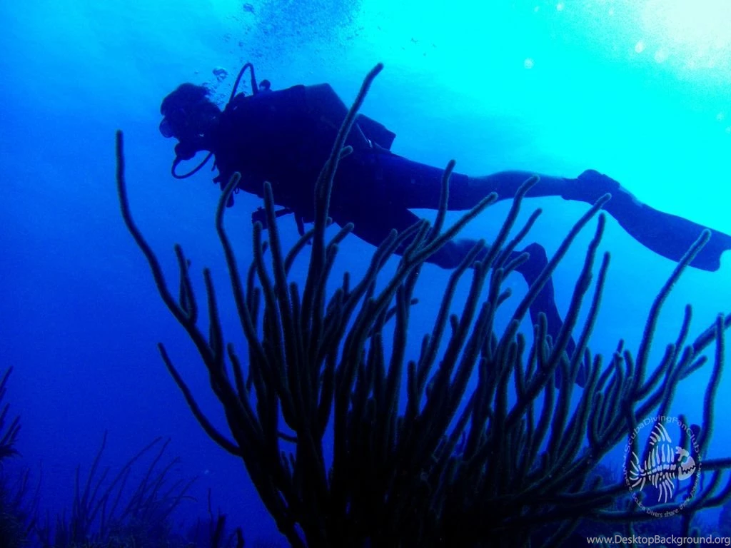 Scuba Diving Wallpaper Free Diving Wallpapers