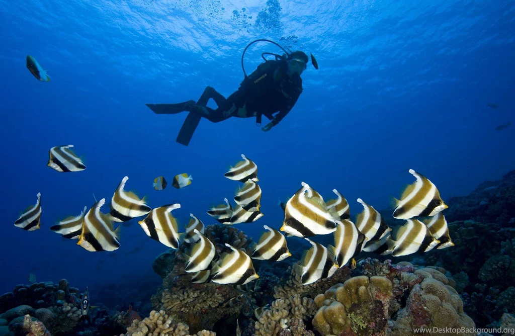 Scuba Diving The Coral Reef At Bora Bora Polynesia (