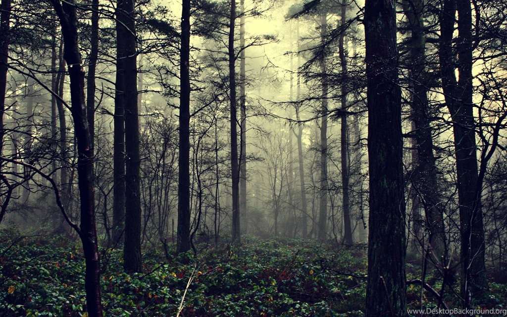 Misty Forest HD Wallpapers PC
