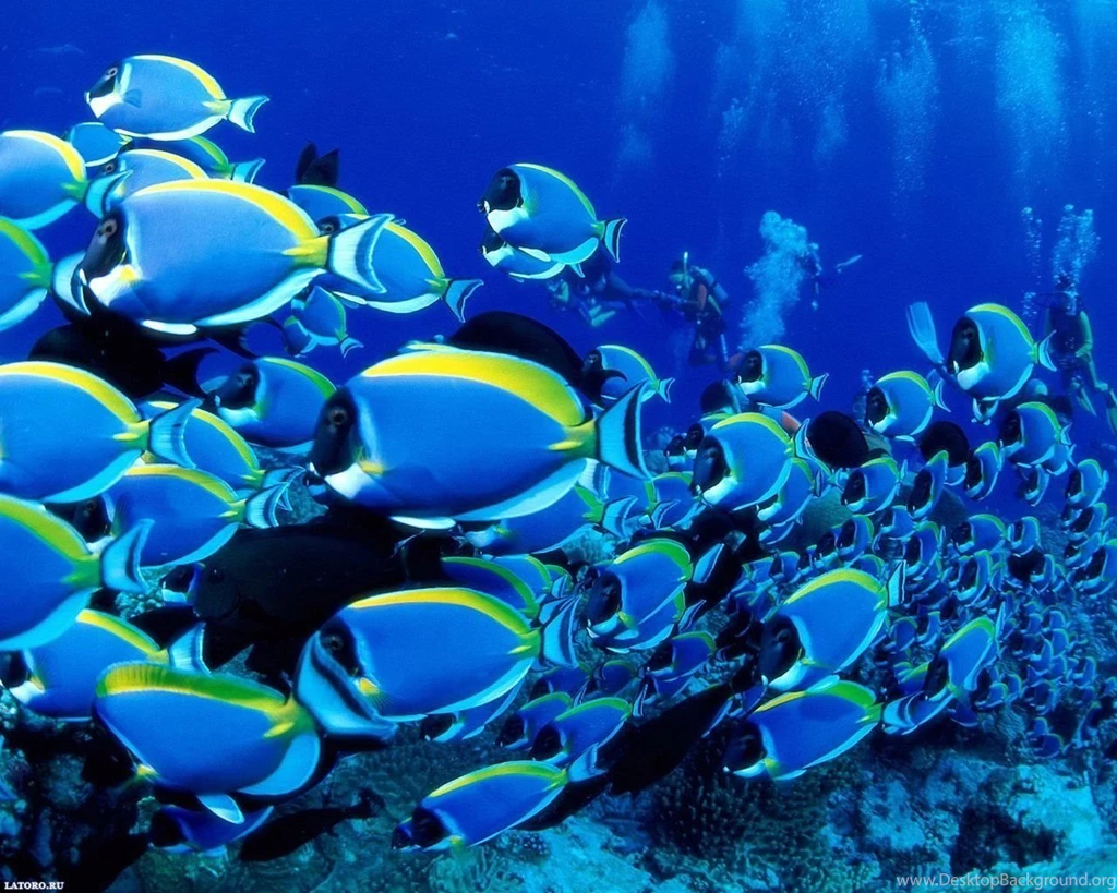 Fishes Desktop Wallpapers FREE On Latoro.com