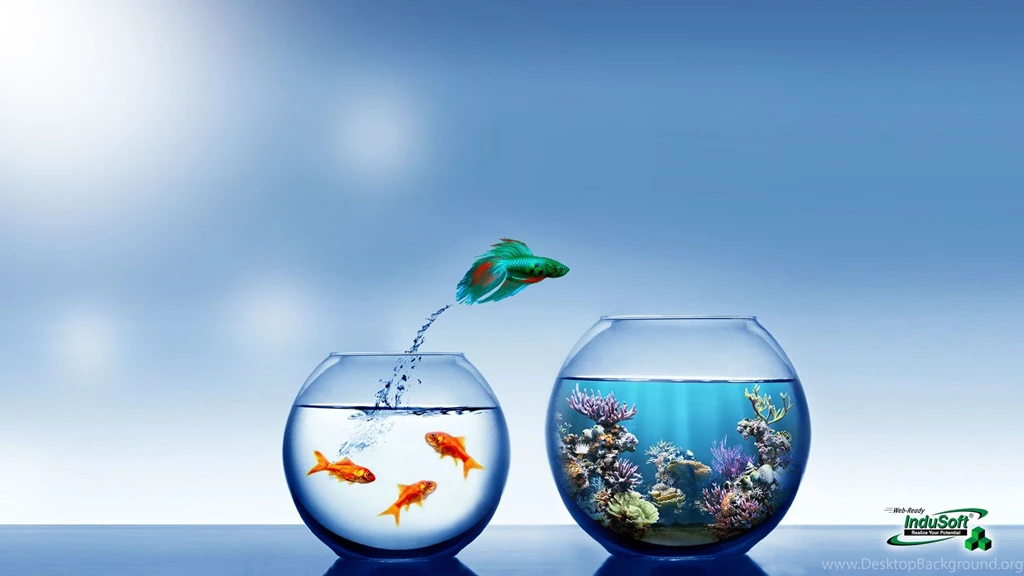 Fish Wallpapers Archives Wallpapers