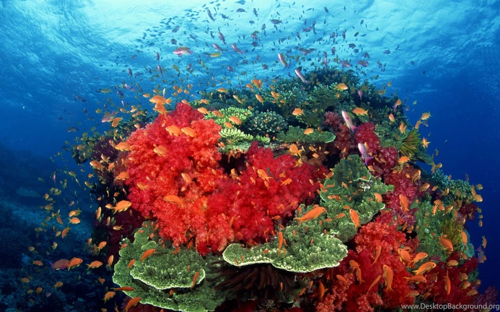 Fish, Wallpaper, Orange, Sizes (