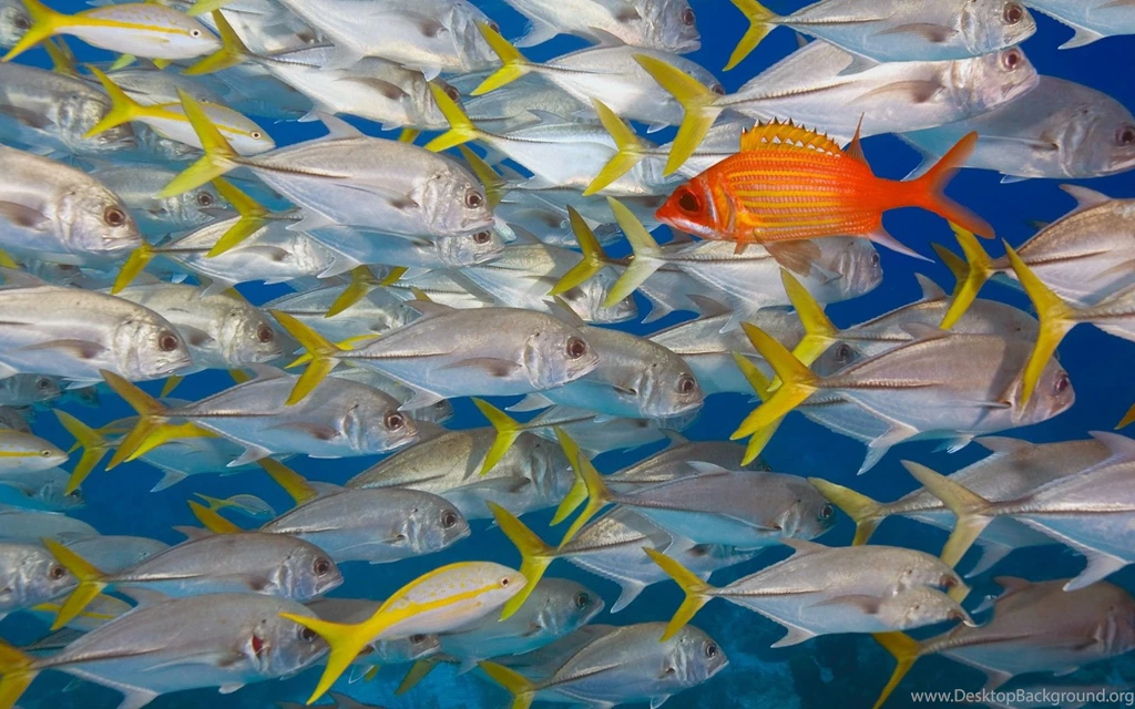 Fish Fishes Animal Fish Animals Wallpaper Backgrounds Free ~ Fish ...
