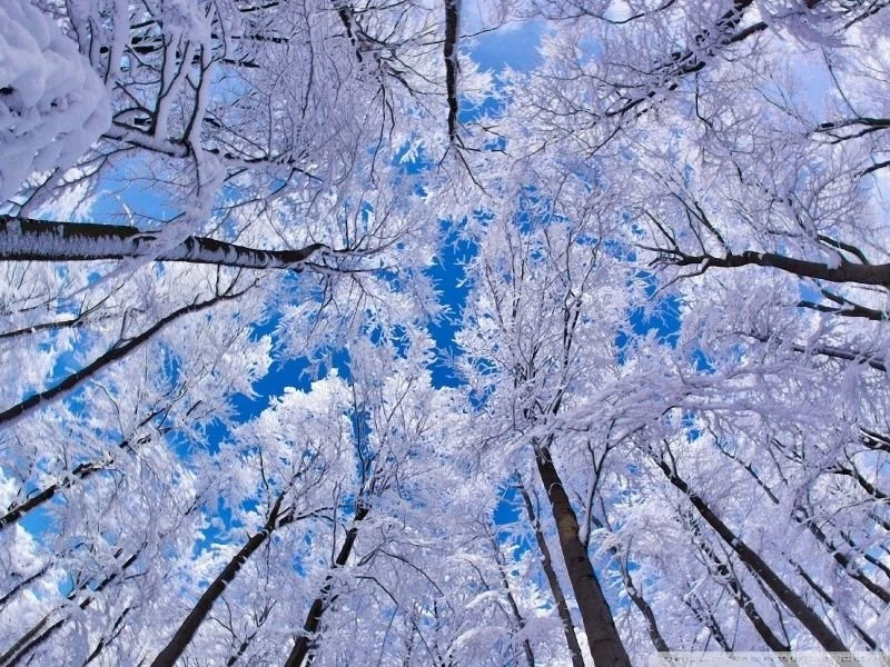 Looking Up Through Trees, Winter HD Desktop Wallpapers : High ...