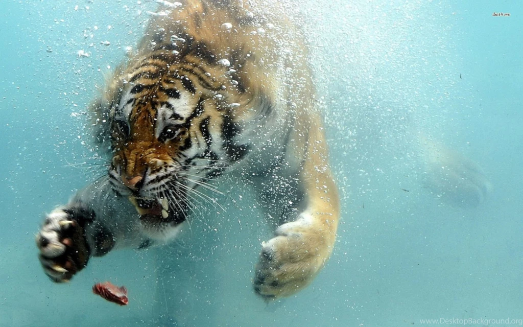 30+ Bengal Tiger Pictures Collection