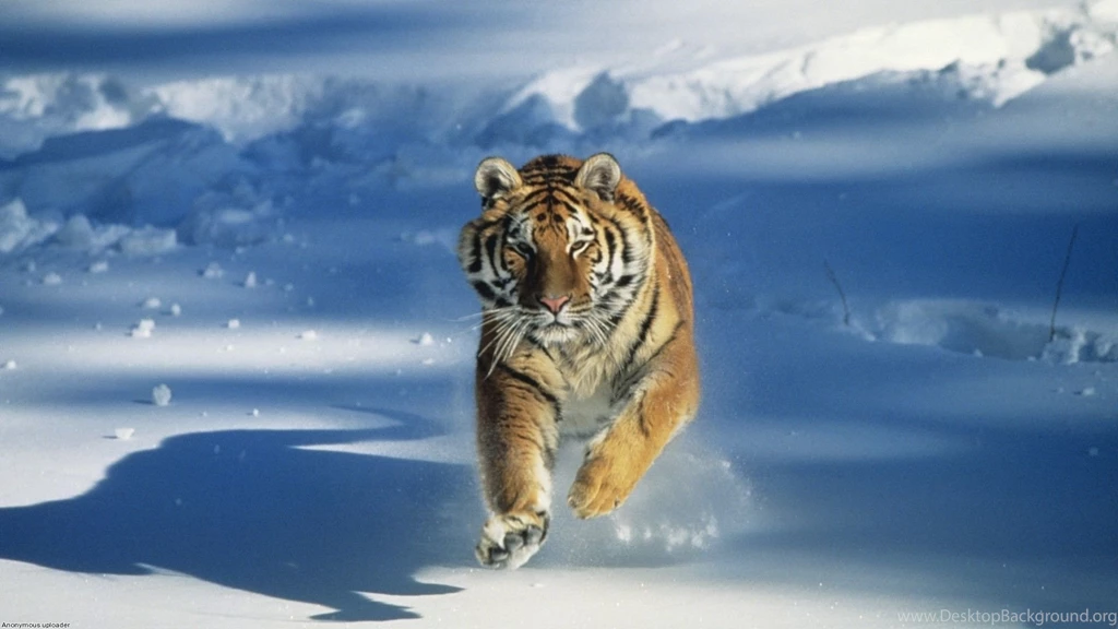 Tiger Hd Wallpapers Wallpaperss HD