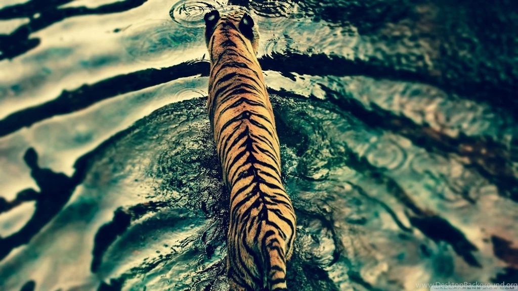Tiger In Water HD Desktop Wallpapers : High Definition : Fullscreen ...