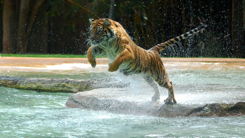 Tiger In Water Hd Wallpapers Wallpaperss HD