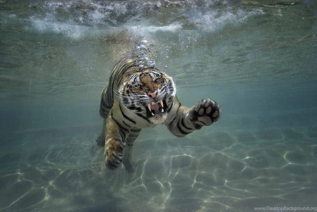 Tiger Under Water Hd Wallpapers