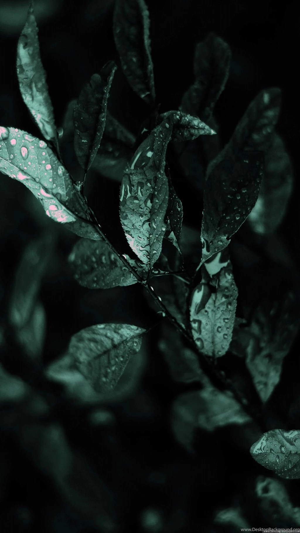 Leaves Water Droplets Lock Screen 1440x2560 Samsung Galaxy S5 ...