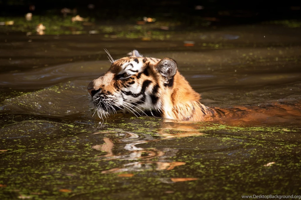 Tiger Wild Cat Bathing Swimming Water Wallpapers