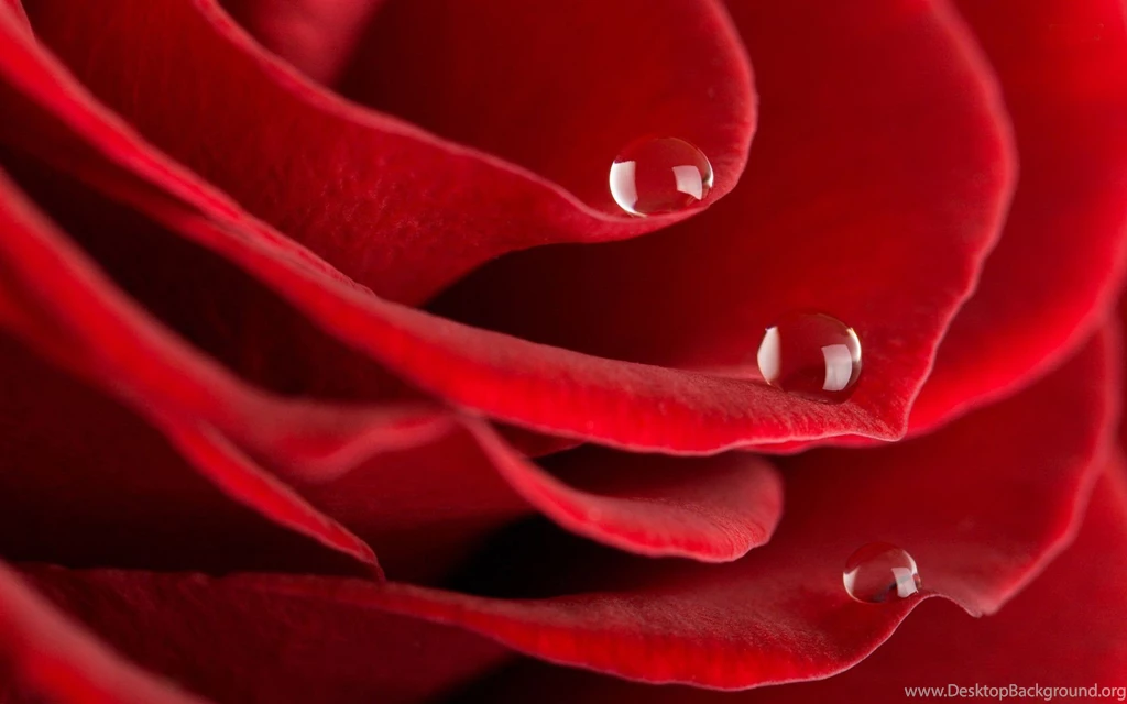 Red Rose With Water Drop Wide Screen Wallpapers