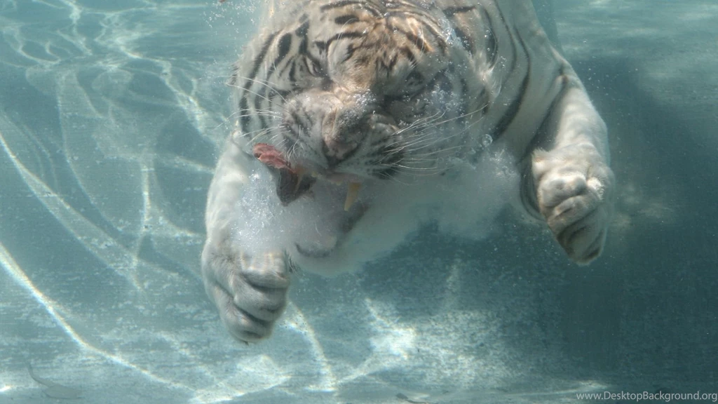 Download Wallpapers 1920x1080 Tiger, Dive, Water, Meat Full HD ...