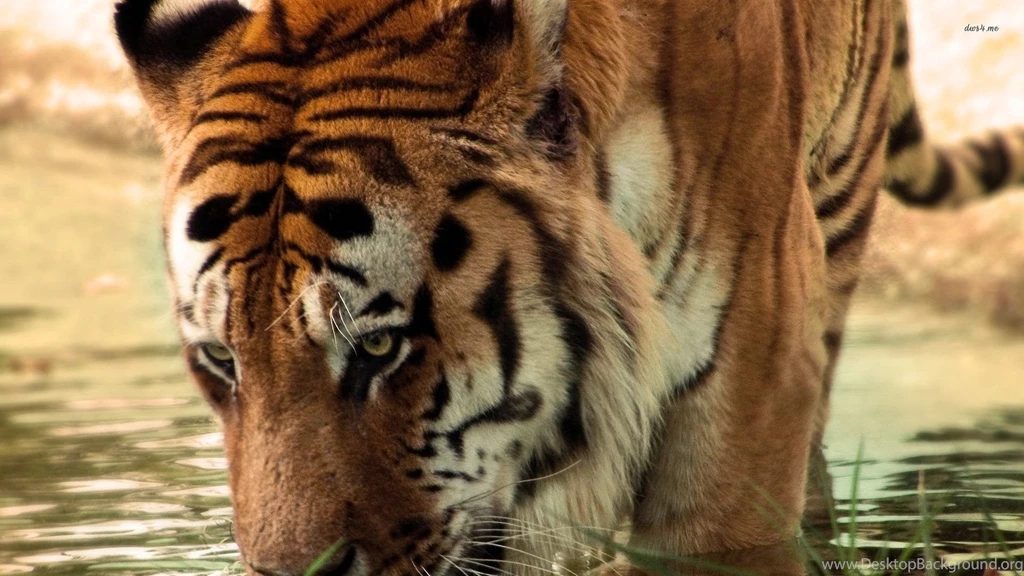 Tiger Drinking Water Wallpapers Animal Wallpapers