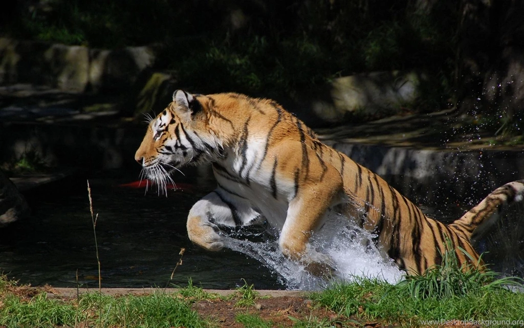 Download Wallpapers 3840x2400 Tiger, Jump, Water, Splash Ultra HD ...
