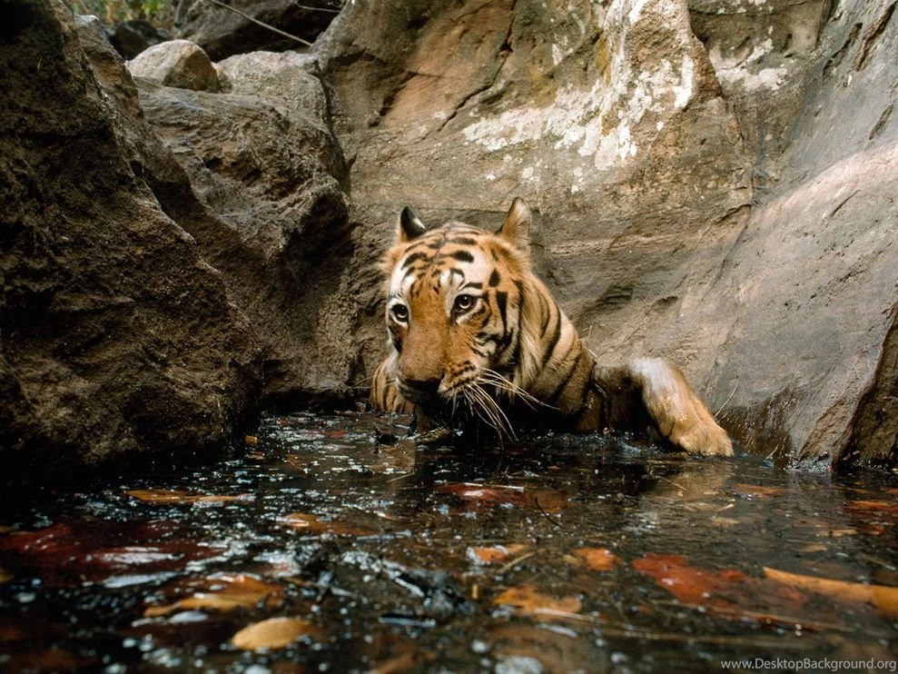 Tiger bathing in pool_20243_990x742.jpg