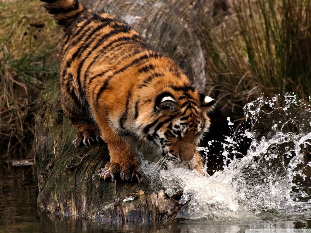 Tiger Playing With Water HD Desktop Wallpapers : Widescreen : High ...