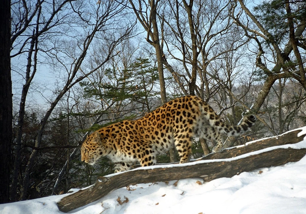 Wild Amur Leopard Photos ALTA Conservation