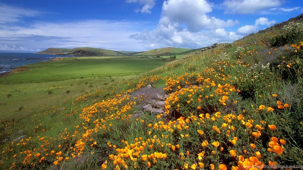 Wallpaper: Hd Wallpapers Meadow
