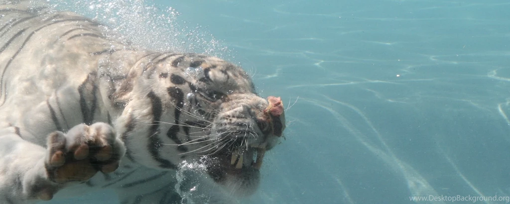 Download Wallpapers 2560x1024 Tiger, Albino, Water, Dive, Splash ...
