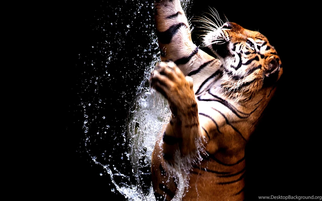 Tiger Playing With Water