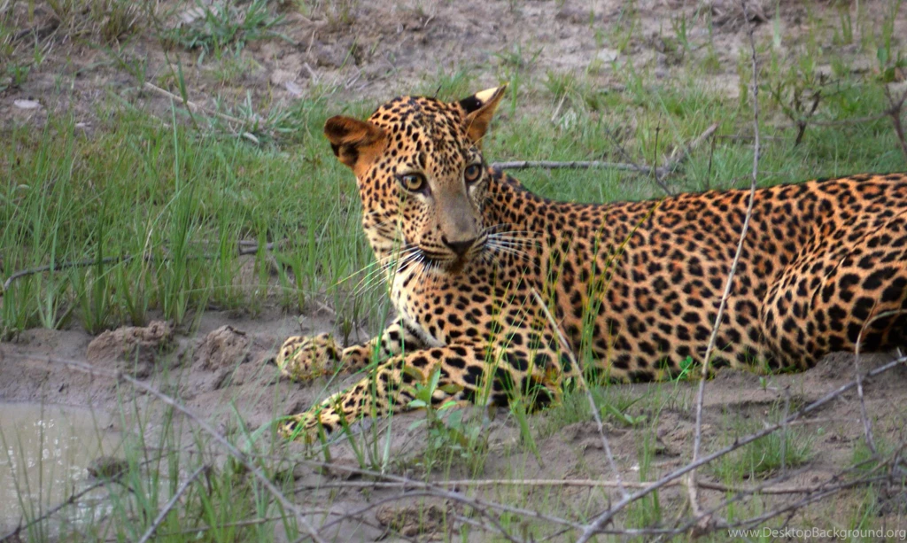 Cool Pets, Free Wallpapers, Animal World, Wild Animals, Wallpapers ...