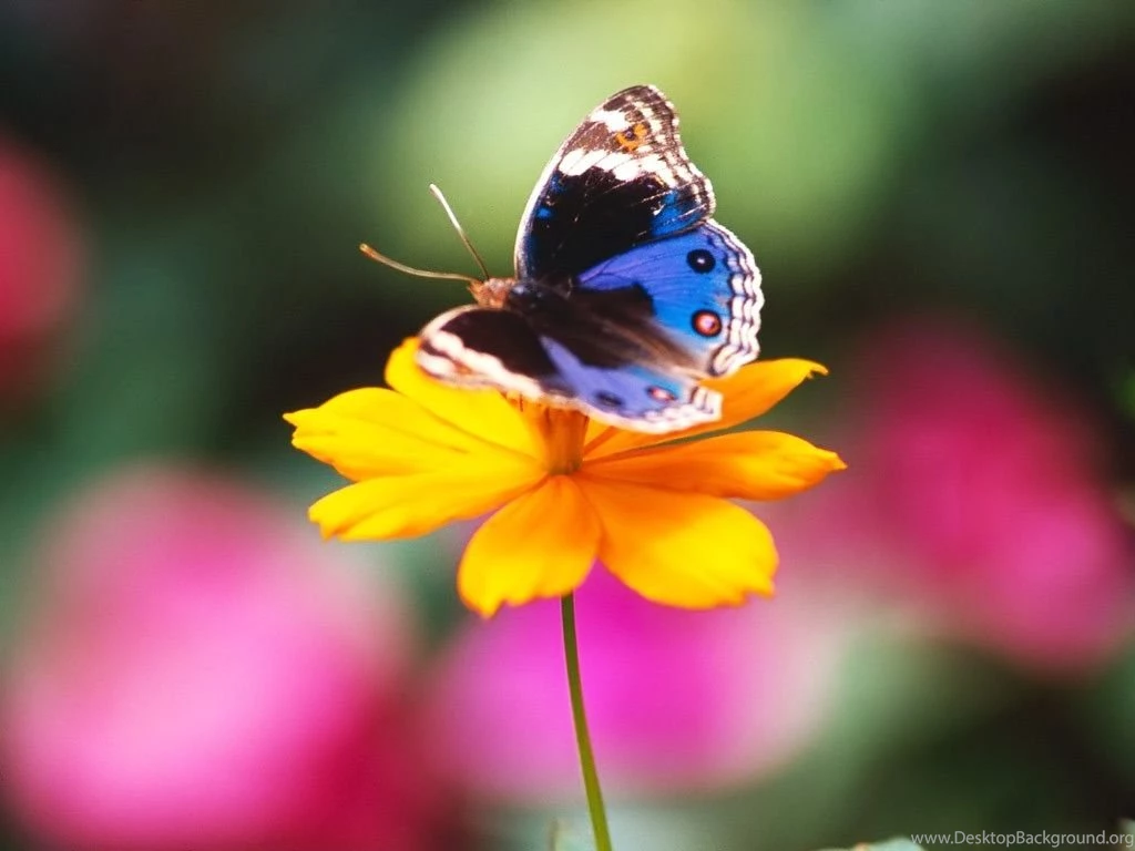 Desktop Wallpapers · Gallery · Nature · Large Ringlet Forest ...