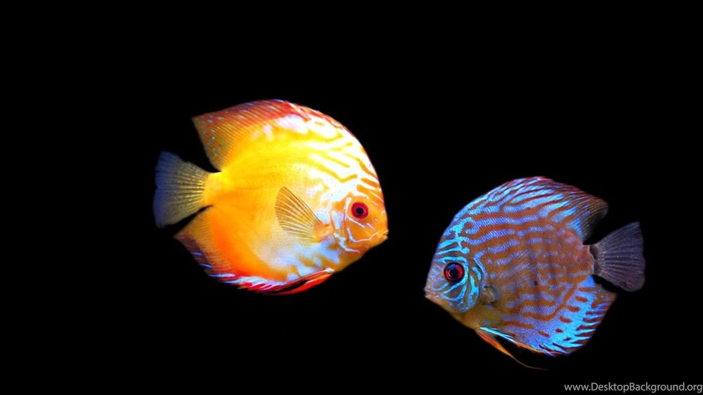 Desktop Wallpapers · Gallery · HD Notebook · Discus Popula Aquarium ...