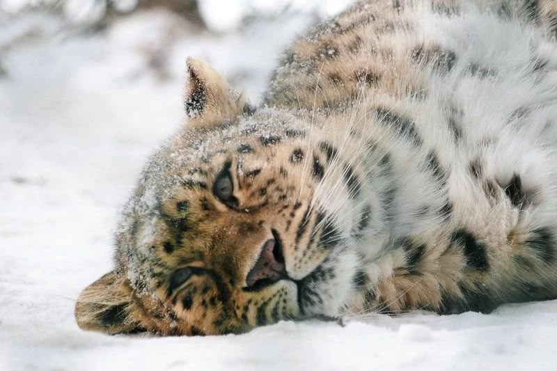 Animals Amur Leopard 2 By MoonsongStock On DeviantArt