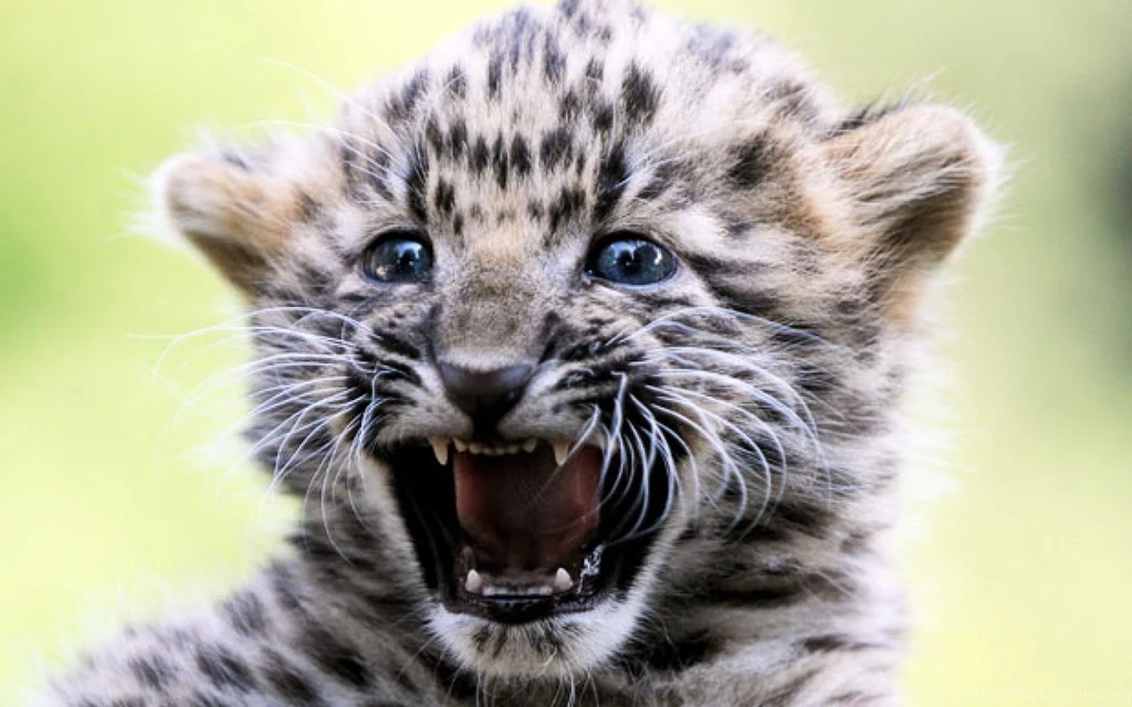 Amur Leopard Cub Cute Free Download Picture Id: 1127 7HDWallpapers