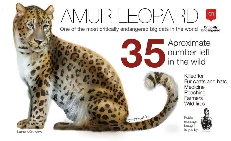 Amur Leopard Only