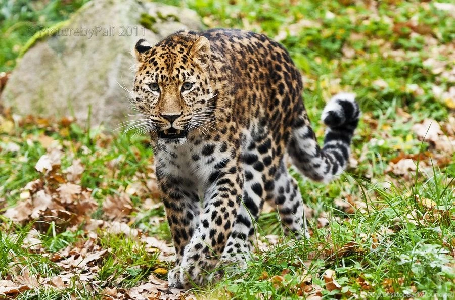 Amur Leopard By PictureByPali On DeviantArt