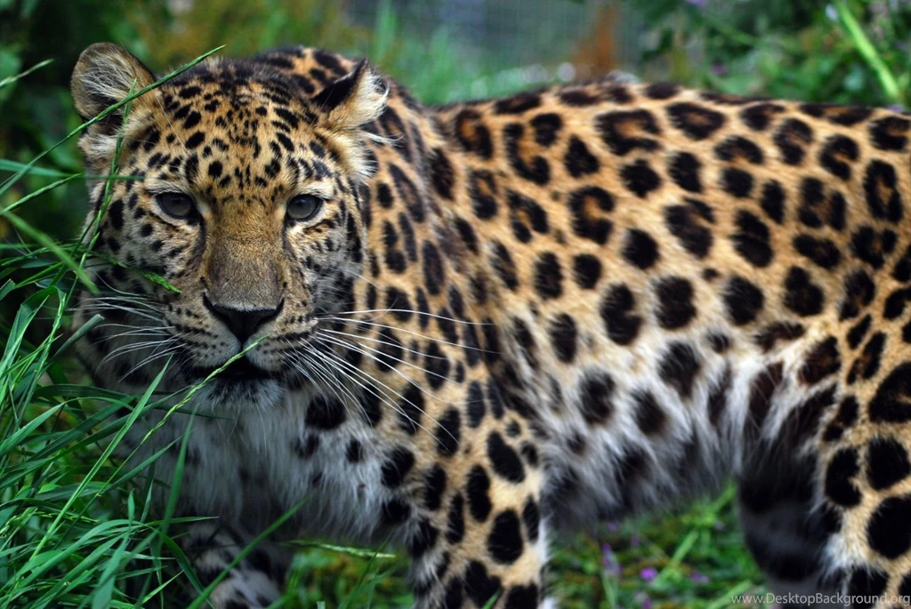 BiodiversityWarriors Amur Leopard
