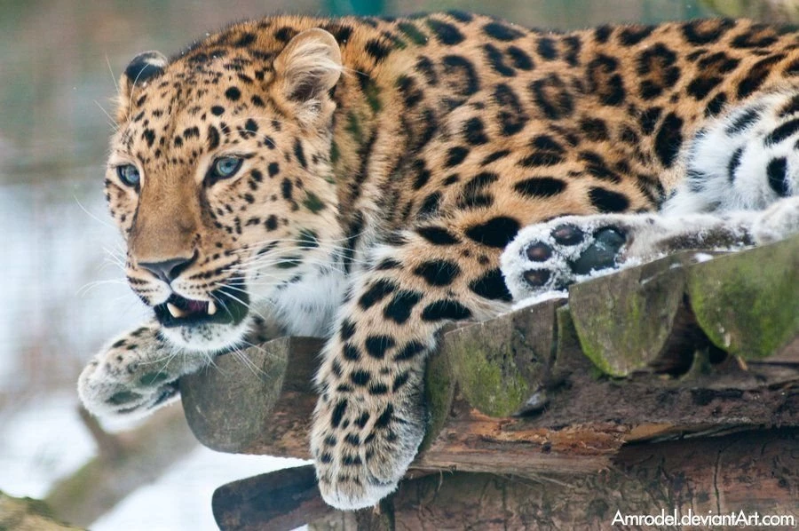 Snow Amur Leopard By Amrodel On DeviantArt