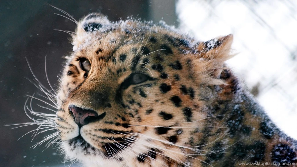 Download Wallpapers 1920x1080 Amur Leopard, Wild Cat, Leopard ...