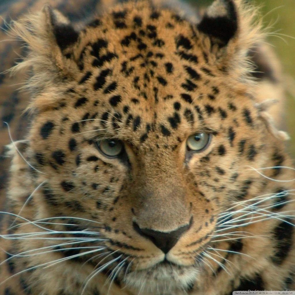 Amur Leopard HD Desktop Wallpapers : Fullscreen : Mobile