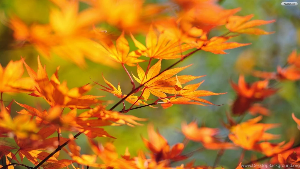 Fall Leaves Backgrounds For Computer